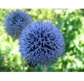 Echinops bannaticus 'Blue Globe' / Chardon boule à fleur bleu / Conteneur de 3 à 4 litres / Vivace