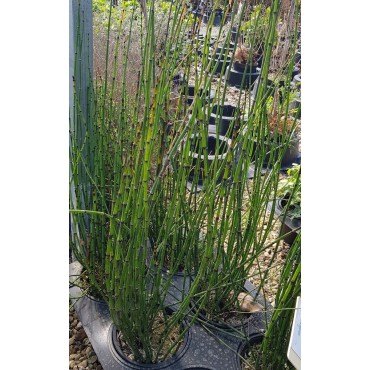 Equisetum americanum / Prêle géante / Conteneur de 3 à 4 litres / Vivace aquatique