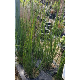 Equisetum americanum / Prêle géante / Conteneur de 3 à 4 litres / Vivace aquatique