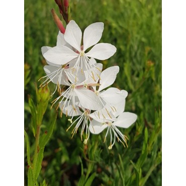Gaura lindheimeri 'Whirling Butterflies' / Gaura blanche / Conteneur de 3 à 4 litres / Vivace