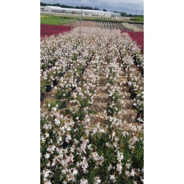 Gaura lindheimeri SEL® BELLEZA EARLY WHITE / Gaura compacte blanche / Conteneur de 3 à 4 litres / Vivace