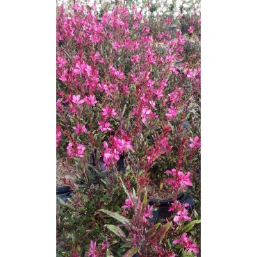 Gaura lindheimeri SEL® BELLEZA DARK PINK / Gaura compacte rose / Conteneur de 3 à 4 litres / Vivace