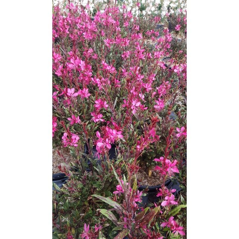 Gaura lindheimeri SEL® BELLEZA DARK PINK / Gaura compacte rose / Conteneur de 3 à 4 litres / Vivace Gaura lindheimeri SEL® BELLEZA DARK PINK / Gaura compacte rose / Conteneur de 3 à 4 litres / Vivace