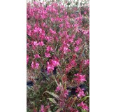 Gaura lindheimeri SEL® BELLEZA DARK PINK / Gaura compacte rose / Conteneur de 3 à 4 litres / Vivace