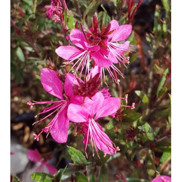 Gaura lindheimeri 'Red Color' / Gaura rouge / Conteneur de 3 à 4 litres / Vivace