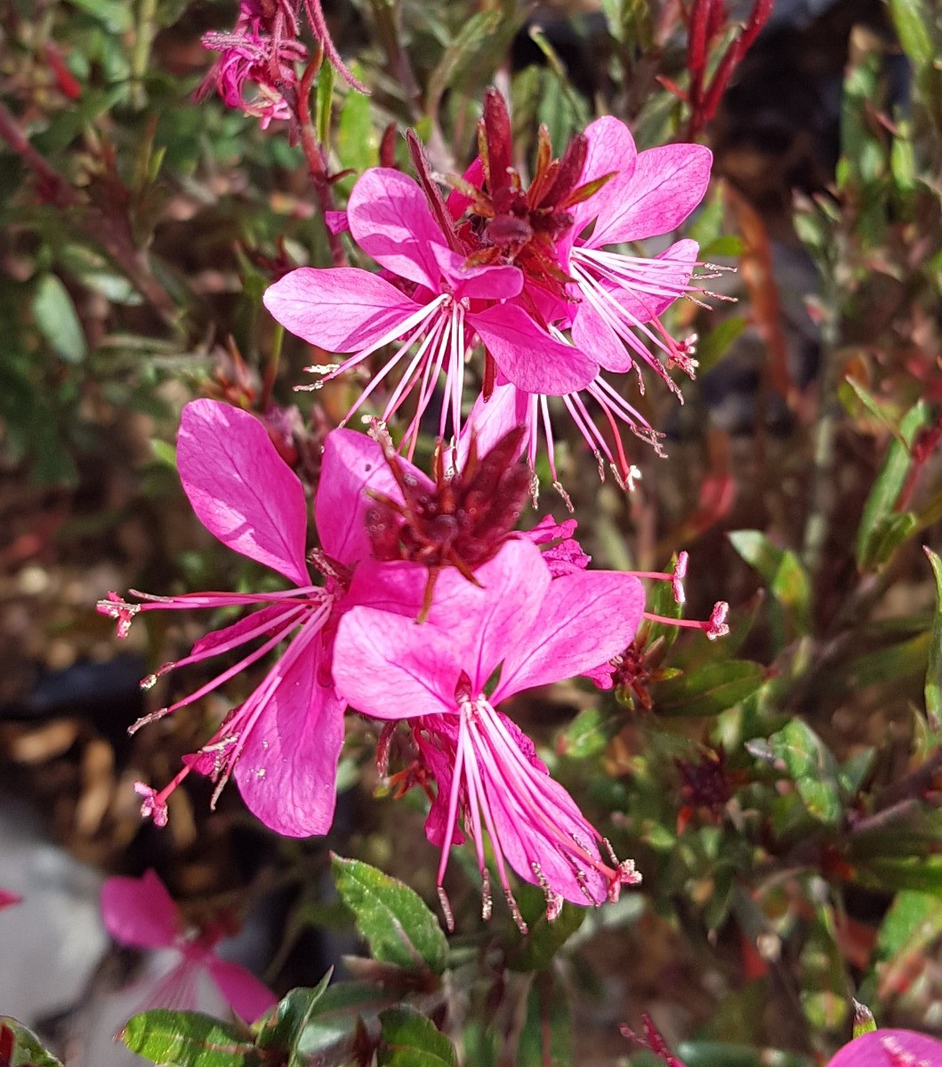 Gaura Lindheimeri 'Rubra Nana' - Gaura Rouge Compacte Pot 3-4 Litres