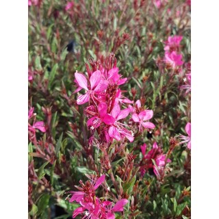 Gaura lindheimeri 'Rose Compact' / Gaura rose / Conteneur de 3 à 4 litres / Vivace