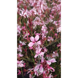 Gaura lindheimeri 'Siskiyou pink' / Gaura rose / Conteneur de 3 à 4 litres / Vivace