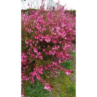 Gaura lindheimeri 'Siskiyou Red' / Gaura rose / Conteneur de 3 à 4 litres / Vivace