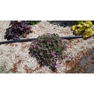 Geranium hybride ORKNEY CHERRY 'Bremerry' / Géranium vivace / Conteneur de 3 à 4 litres / Vivace