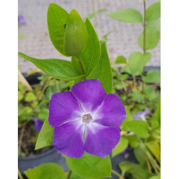 Vinca major / Grande Pervenche / Conteneur de 3 à 4 litres / Vivace