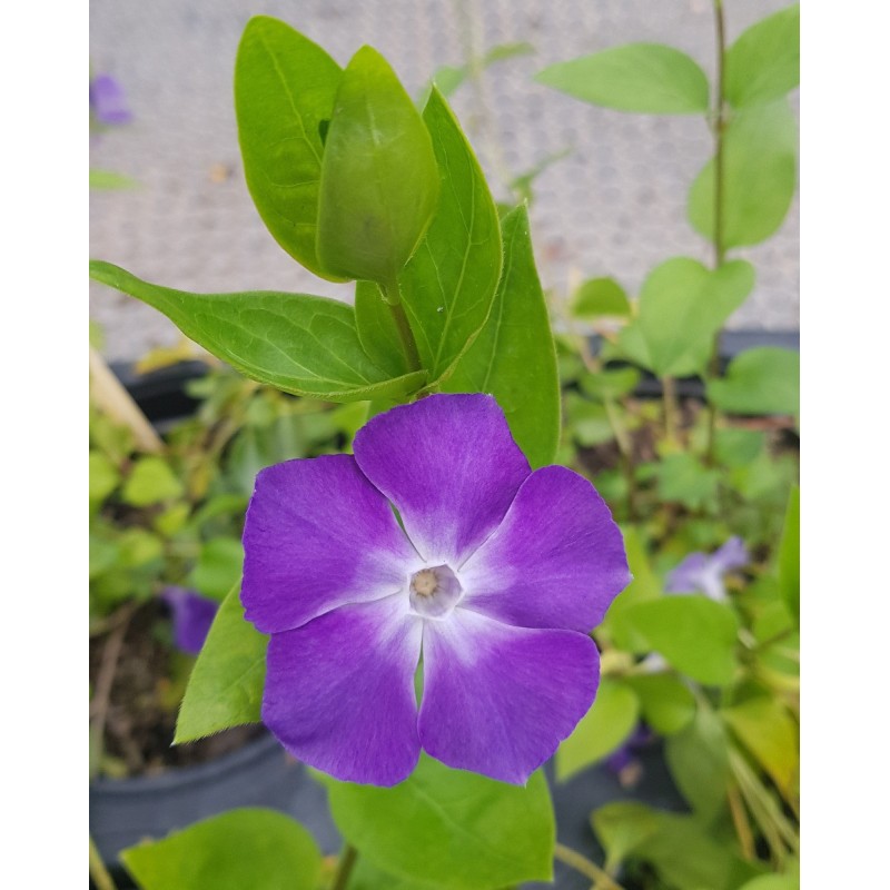 Vinca major / Grande Pervenche / Conteneur de 3 à 4 litres / Vivace Vinca major / Grande Pervenche / Conteneur de 3 à 4 litres / Vivace