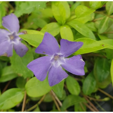 Vinca minor / Petite Pervenche / Conteneur de 3 à 4 litres / Vivace