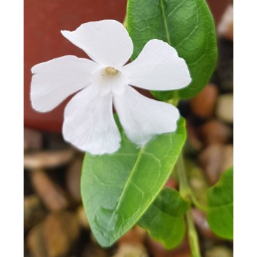 Vinca minor 'Alba' / Petite Pervenche blanche / Conteneur de 3 à 4 litres / Vivace