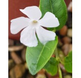 Vinca minor 'Alba' / Petite Pervenche blanche / Conteneur de 3 à 4 litres / Vivace