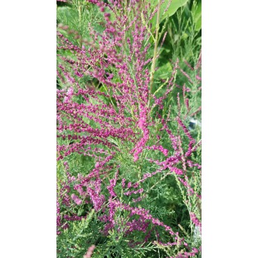 Tamarix ramosissima 'Rosea' / Tamaris d'été rose / Conteneur de 3 à 4 litres