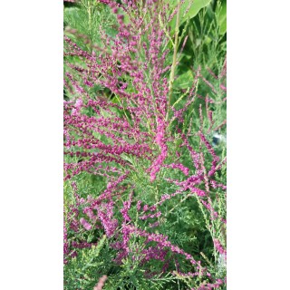 Tamarix ramosissima 'Rosea' / Tamaris d'été rose / Conteneur de 3 à 4 litres