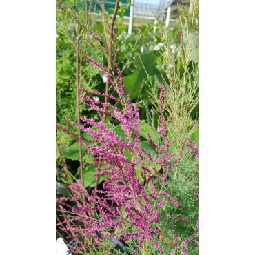 Tamarix ramosissima 'Rubra' / Tamaris d'été rouge / Conteneur de 7 à 10 litres