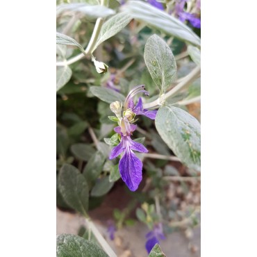 Teucrium fruticans / Germandrée arbustive / Conteneur de 3 à 4 litres 
