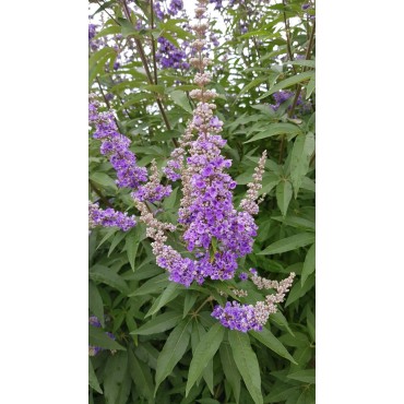 Vitex agnus-castus / Arbre au poivre / Conteneur de 3 à 4 litres