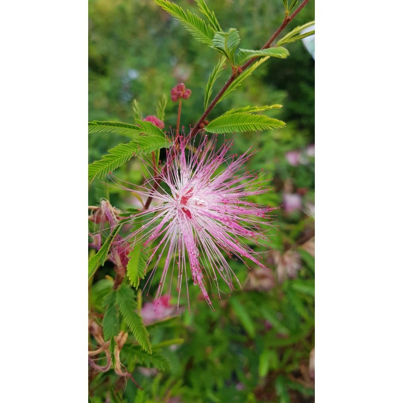 Calliandra surinamensis 'Dixie Pink' / Arbre aux houpettes du Surinam / Conteneur de 7 à 10 litres