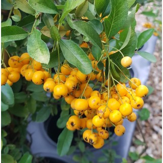 Pyracantha x 'Soleil d'or' / Buisson ardent jaune / Conteneur de 7 à 10 litres