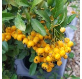 Pyracantha x 'Soleil d'or' / Buisson ardent jaune / Conteneur de 7 à 10 litres