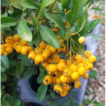 Pyracantha x 'Soleil d'or' / Buisson ardent jaune / Conteneur de 3 à 4 litres