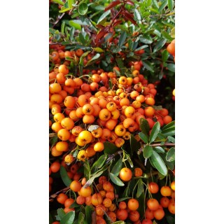 Pyracantha x 'Orange glow' / Buisson ardent orange / Conteneur de 7 à 10 litres