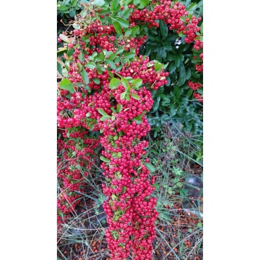 Pyracantha coccinea 'Red Column' / Buisson ardent rouge / Conteneur de 3 à 4 litres