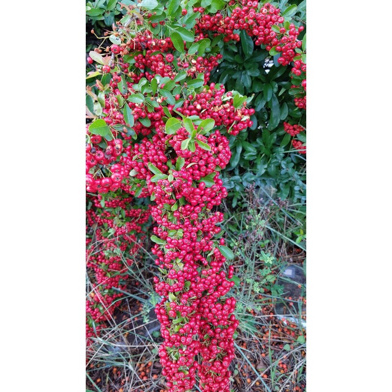 Pyracantha coccinea 'Red Column' / Buisson ardent rouge / Conteneur de 3 à 4 litres Pyracantha coccinea 'Red Column' / Buisson ardent rouge / Conteneur de 3 à 4 litres