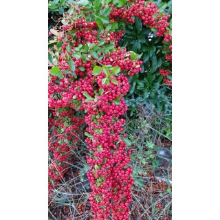 Pyracantha coccinea 'Red Column' / Buisson ardent rouge / Conteneur de 3 à 4 litres