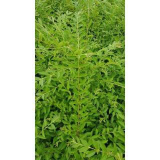 Ligustrum sinense / Troène de Chine / Conteneur de 3 à 4 litres