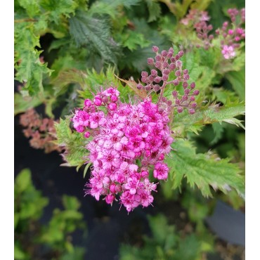 Spiraea japonica 'Crispa' / Spirée japonaise crispée / Conteneur de 3 à 4 litres