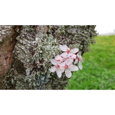 Prunus cerasifera 'PIssardii Nigra' / Prunier pourpre / Conteneur de 7 à 10 litres / Touffe