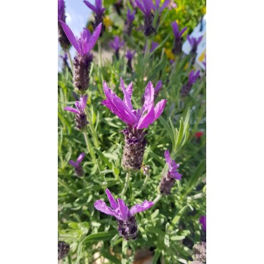 Lavandula stoechas / Lavande papillon / Conteneur de 2 à 2.9 litres
