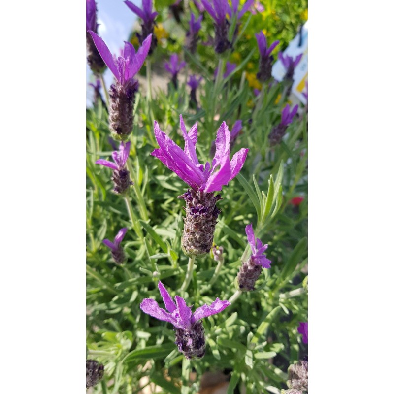 Lavandula stoechas / Lavande papillon / Conteneur de 5 à 6 litres