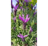 Lavandula stoechas / Lavande papillon / Conteneur de 5 à 6 litres