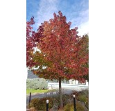 Liquidambar styraciflua / Copalme d'Amérique / Conteneur de 7 à 10 litres / Arbre