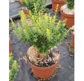 Ligustrum sinense 'Eugène Clive' / Troène de Chine nain / Conteneur de 3 à 4 litres