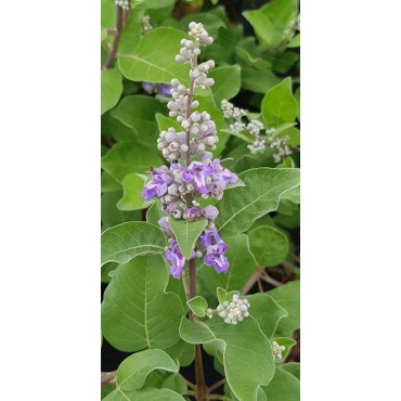 Vitex x CHICAGOLAND BLUES® 'Daniel Searle' / Arbre au poivre / Conteneur de 3 à 4 litres