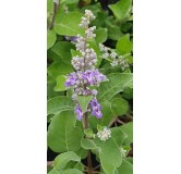 Vitex x CHICAGOLAND BLUES® 'Daniel Searle' / Arbre au poivre / Conteneur de 3 à 4 litres