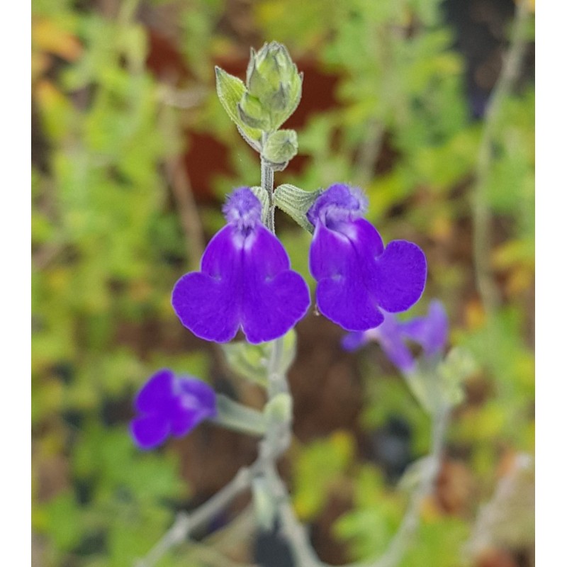 Salvia chamaedryoides / Sauge bleue du Mexique / Conteneur de 3 à 4 litres / Vivace Salvia chamaedryoides / Sauge bleue du Mexique / Conteneur de 3 à 4 litres / Vivace