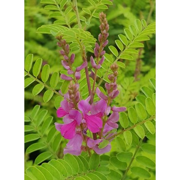 Indigofera heterantha 'Gerardiana' / Indigotier rose / Conteneur de 3 à 4 litres / Arbuste