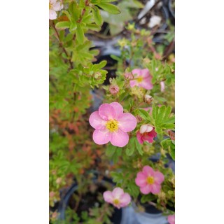 Potentilla fruticosa LOVELY PINK® 'Pink Beauty' / Potentille rose clair / Conteneur de 3 à 4 litres
