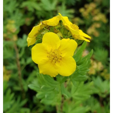 Potentilla fruticosa 'Jackmanii' / Potentille jaune d'or / Conteneur de 3 à 4 litres