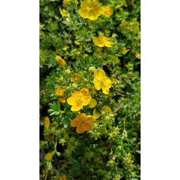 Potentilla fruticosa 'Tangerine' / Potentille orange puis jaune / Conteneur de 3 à 4 litres