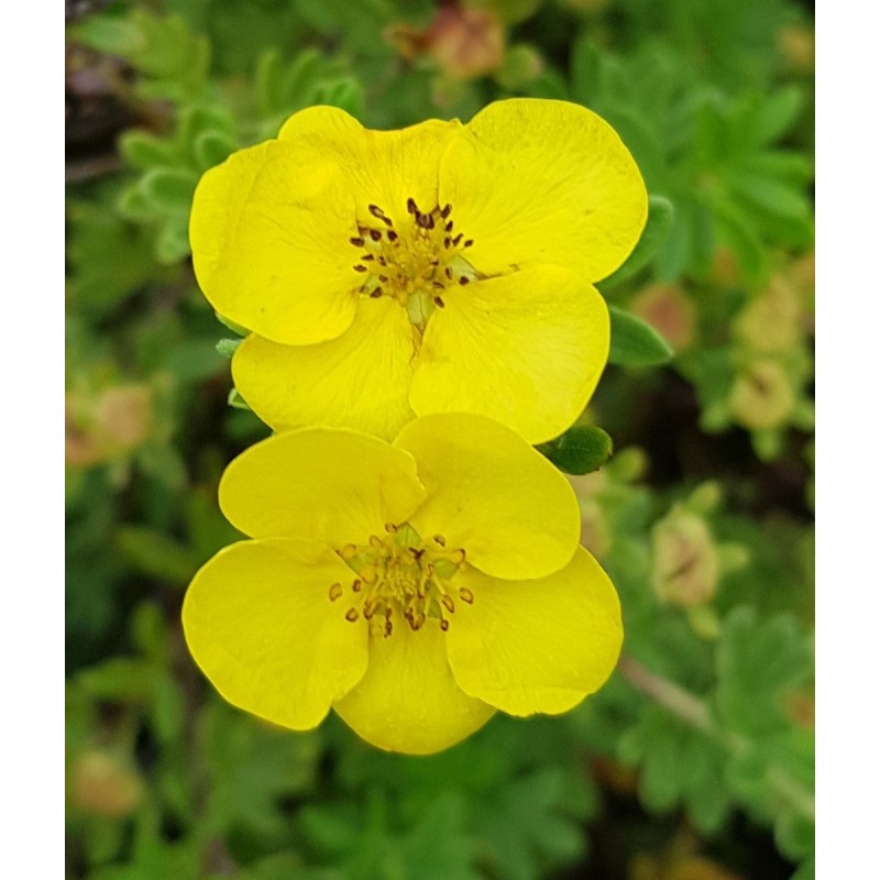 Potentilla fruticosa var. arbuscula / Potentille jaune clair / Conteneur de 3 à 4 litres Potentilla fruticosa var. arbuscula / Potentille jaune clair / Conteneur de 3 à 4 litres