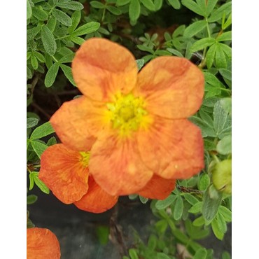 Potentilla fruticosa 'Hopley's Orange' / Potentille orange / Conteneur de 3 à 4 litres