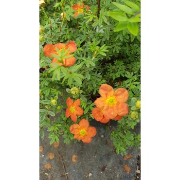 Potentilla fruticosa 'Red joker' / Potentille rouge orangé / Conteneur de 3 à 4 litres